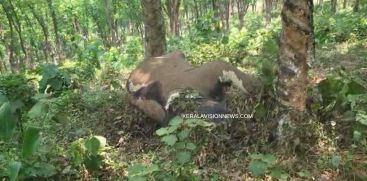 WILD ELEPHANT BODY FOUND