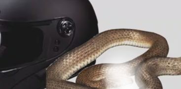 snake inside your helmet