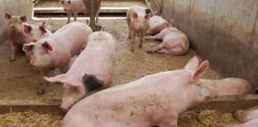 Problems with Pig Farming 