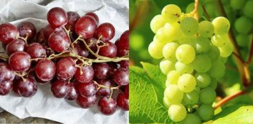 Grapes are not only good for the eyes but also for the heart and memory