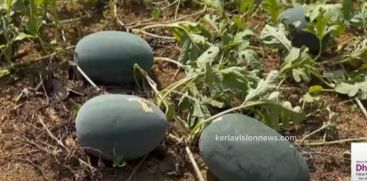 An IT company employee harvested hundreds of watermelons