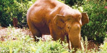 Arikomban Located In Meghamalai