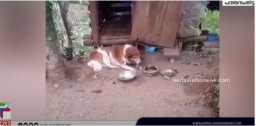 Domestic dog attacked by wild animal in Pathanamthitta Konni; Doubt it's a tiger