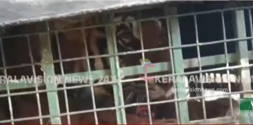 Mulankolli tiger that shook Wayanad Pulpalli got trapped in the cage