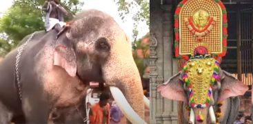 Elephant Thechikottukavu Ramachandran cleared Fitness Test for Thrissur Pooram