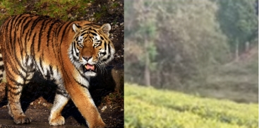 Repeated Tiger Attack in Pancharakolli