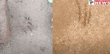 A tiger's footprints were found in Peerumedu residential area of ​​Idukki