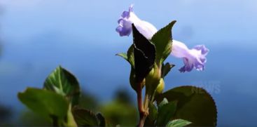 Neelakurinji