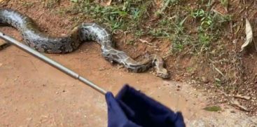 The Rock Python was caught from the house premises