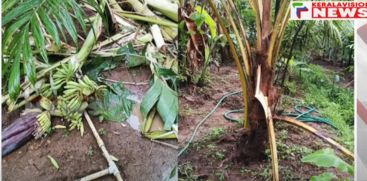 In Thrissur Kattilapoovam, the wild animals came down and destroyed the crops