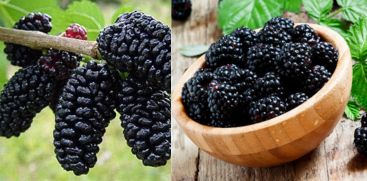 Mulberry and its health benefits