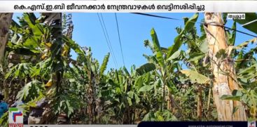 kseb staff electic line plantation crops 