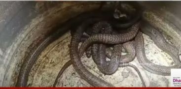 6 cobras were caught from Thrissur Velakode well