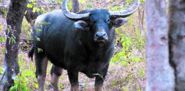 wild-buffalo-attack-kozhikode-farmer-died