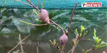 Agricultural crops are completely consumed and destroyed; African snails are a threat in high range