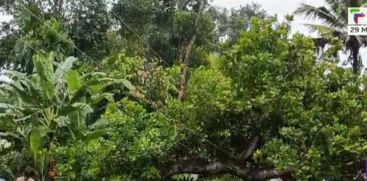 Trees fell on top of cars and houses during heavy rains in Kollam