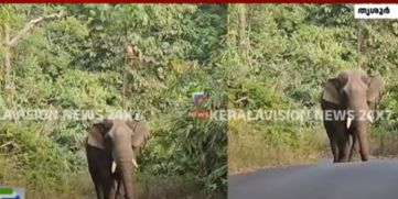 Wild Elephant Kabali 