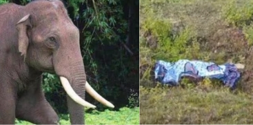 youth Killed in Wild Elephant Attack