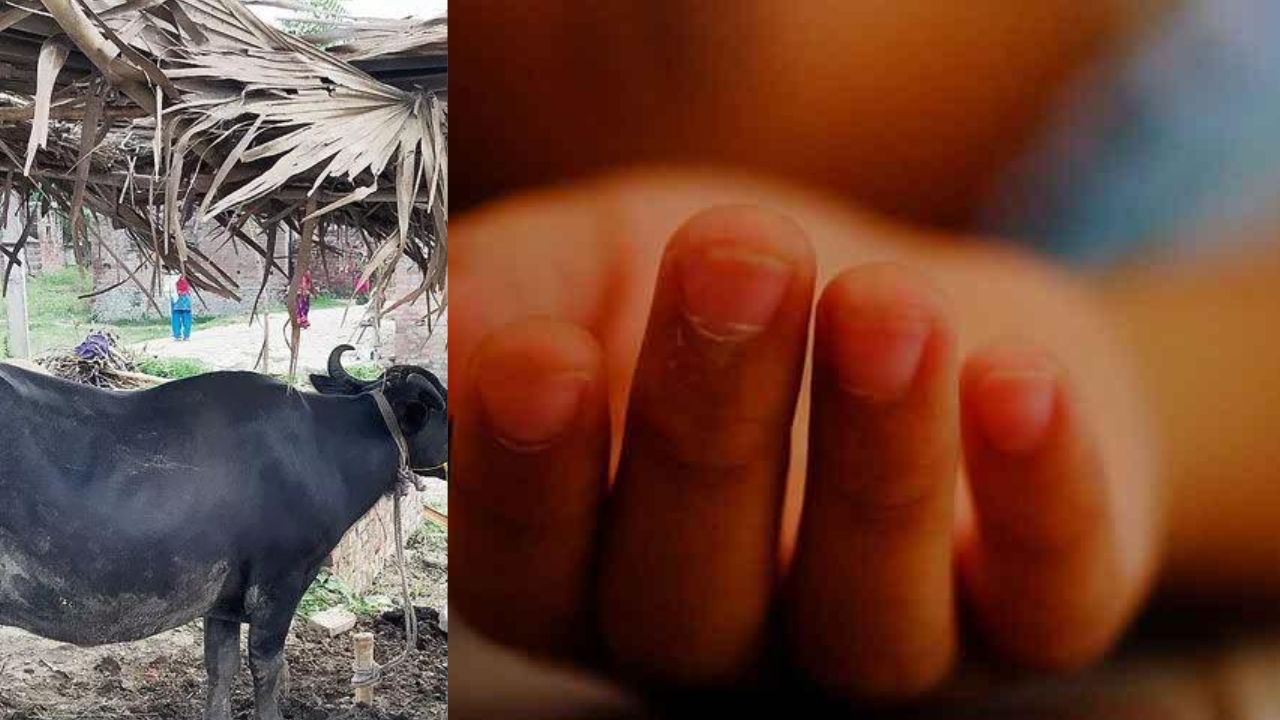 infant suffocates to death as buffalo drops dung on face