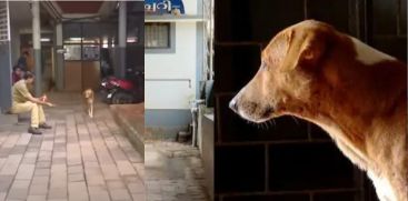 DOG WAITING FOR OWNER IN KANNUR GENERAL HOSPITAL