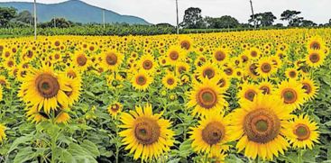 Wayand Sunflower Farm 