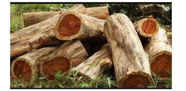 Teak trees were cut and smuggled from the reserve forest in Idukki