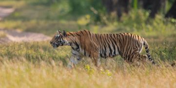 tiger Spotted in Madikkai