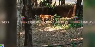 A tiger landed in the backyard of Kannur Atakathot