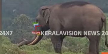 Wild Elephant Padayappa