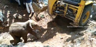 Elephant Calf Rescued From Well 