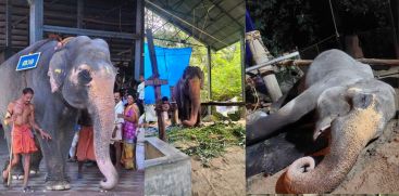 THARA ELEPHANT DIES