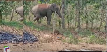 
Kattukomban in the residential area; Scenes of wandering through the farm are outside