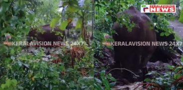 mother elephant rescued  baby elephant who fell into a well in Malayattur