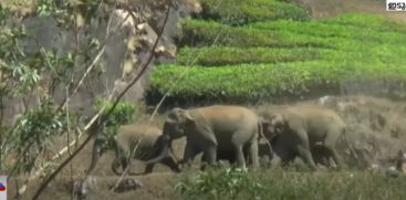 A herd of wildelephants descended on the inhabited area of ​​Perungala; Widespread crop damage