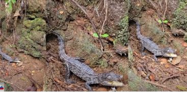 Alligator baby in residential area at Vettilapara