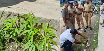 Ganja On Roadside Police Starts Investigation; Ernakulam