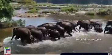 Arattukadav Durga Devi Temple attacked by herd of wildelephants