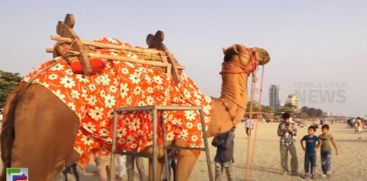 Kozhikode camel ride with head up in the splendor of Arab land