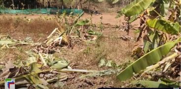 A wild  elephant descended on Chelakkara and destroyed the crops