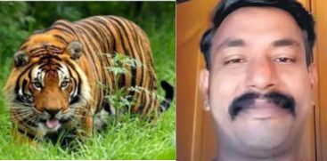 Tiger Attack; Postmortem of Prajeesh's body will be done today