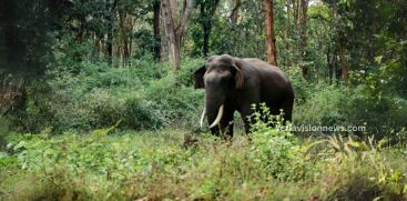 The body of Paul, who was killed in the Wayanad wildelephant  attack, will be cremated today