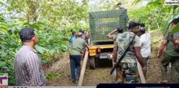 The man-eating tiger was identified; The man was attacked by a tiger named WWL 45