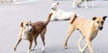 STRAY DOG ATTACKED FOUR YEAR OLD BOY AT GURUVAYUR