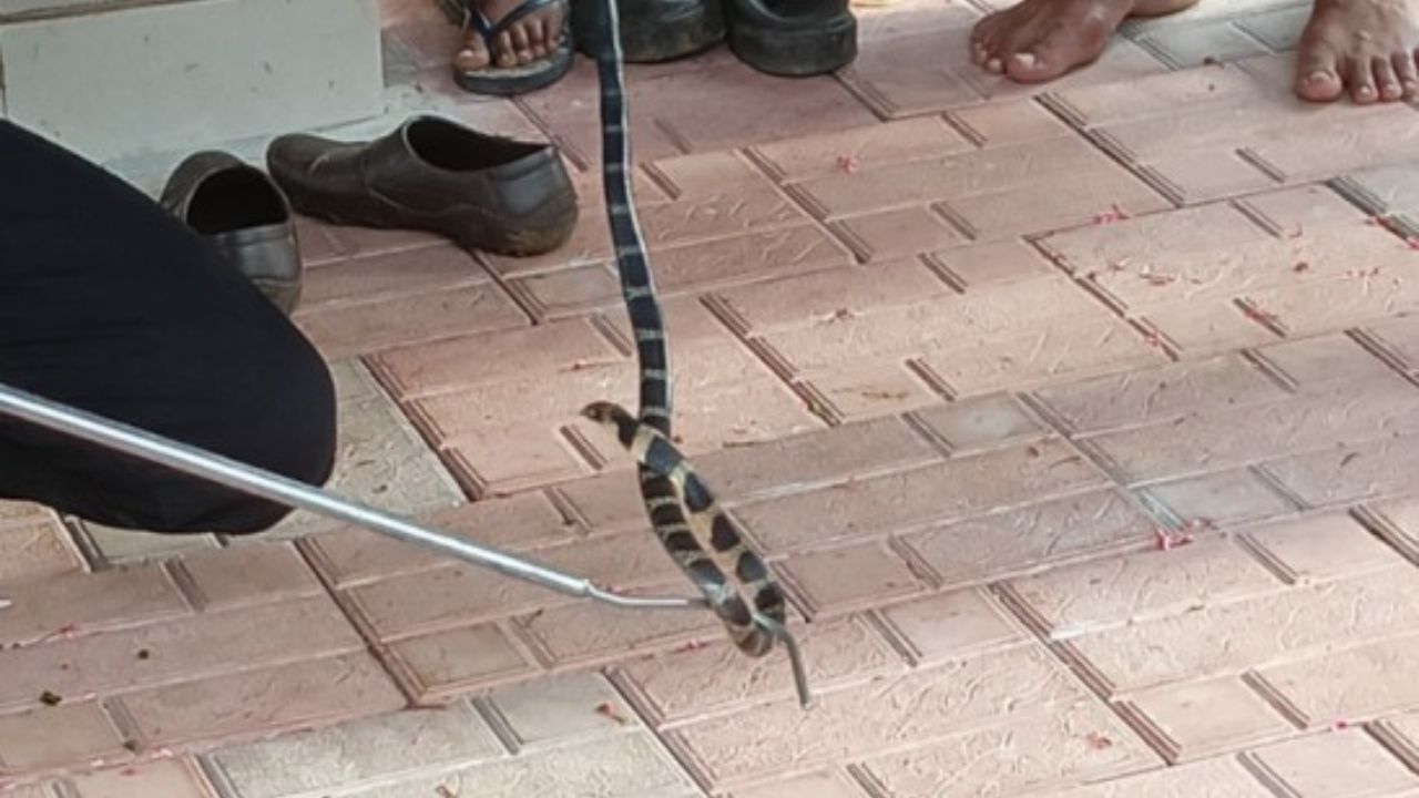 Baby King Cobra