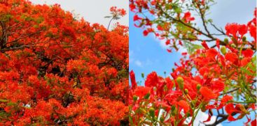 Blooming Gulmohar Trees