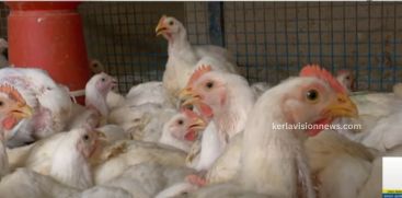 Poultry prices rise in the state; It is likely to rise further