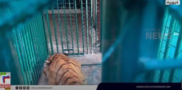 Man-eating tiger surgery today; surgery led by veterinary university doctors