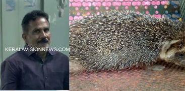 /porcupine-was-caught-and-slaughtered-ayurvedic-doctor-arrested