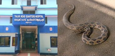 The Bystander Was Bitten By A Snake At Thaliparamb Taluk Hospital