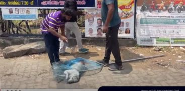 
Vaccination of stray dogs started in Aluva